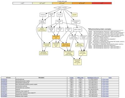 Increased Degradation Rates in the Components of the Mitochondrial Oxidative Phosphorylation Chain in the Cerebellum of Old Mice
